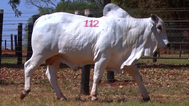Lote 112
