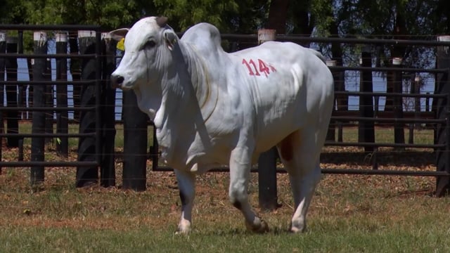 Lote 114