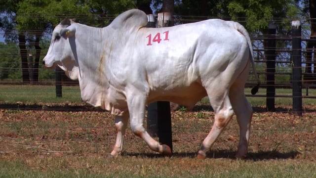 Lote 141