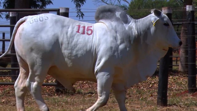 Lote 115