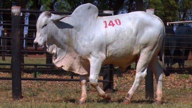 Lote 140