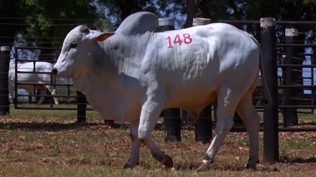 Lote 148