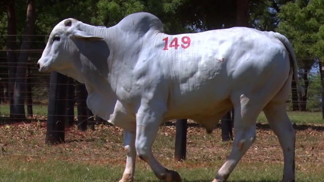 Lote 149