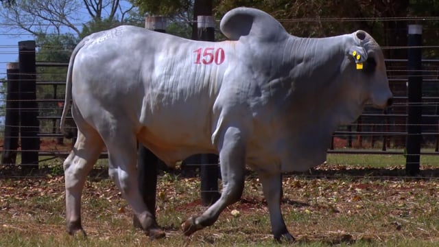 Lote 150