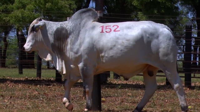 Lote 152