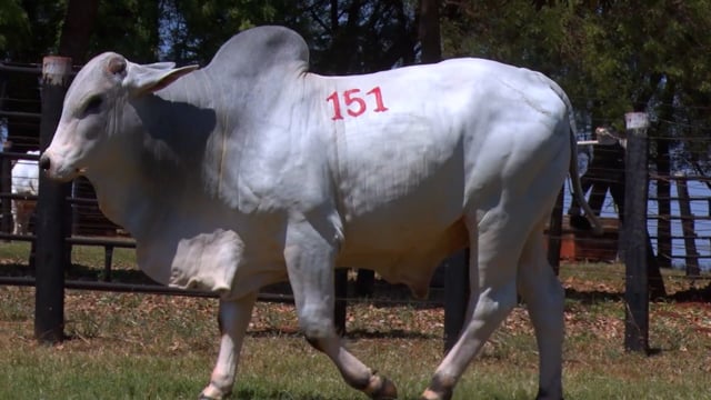 Lote 151