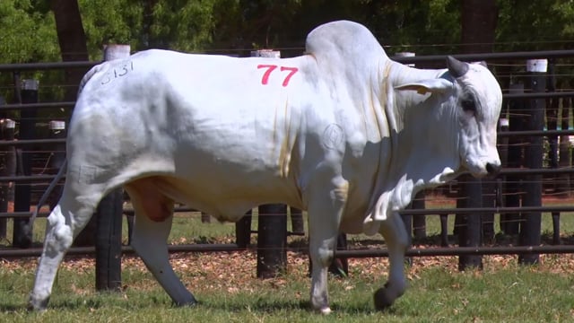 Lote 77