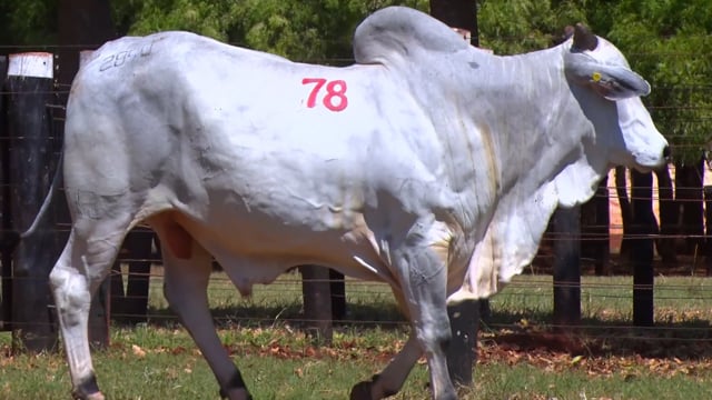 Lote 78