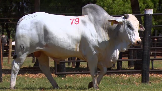 Lote 79
