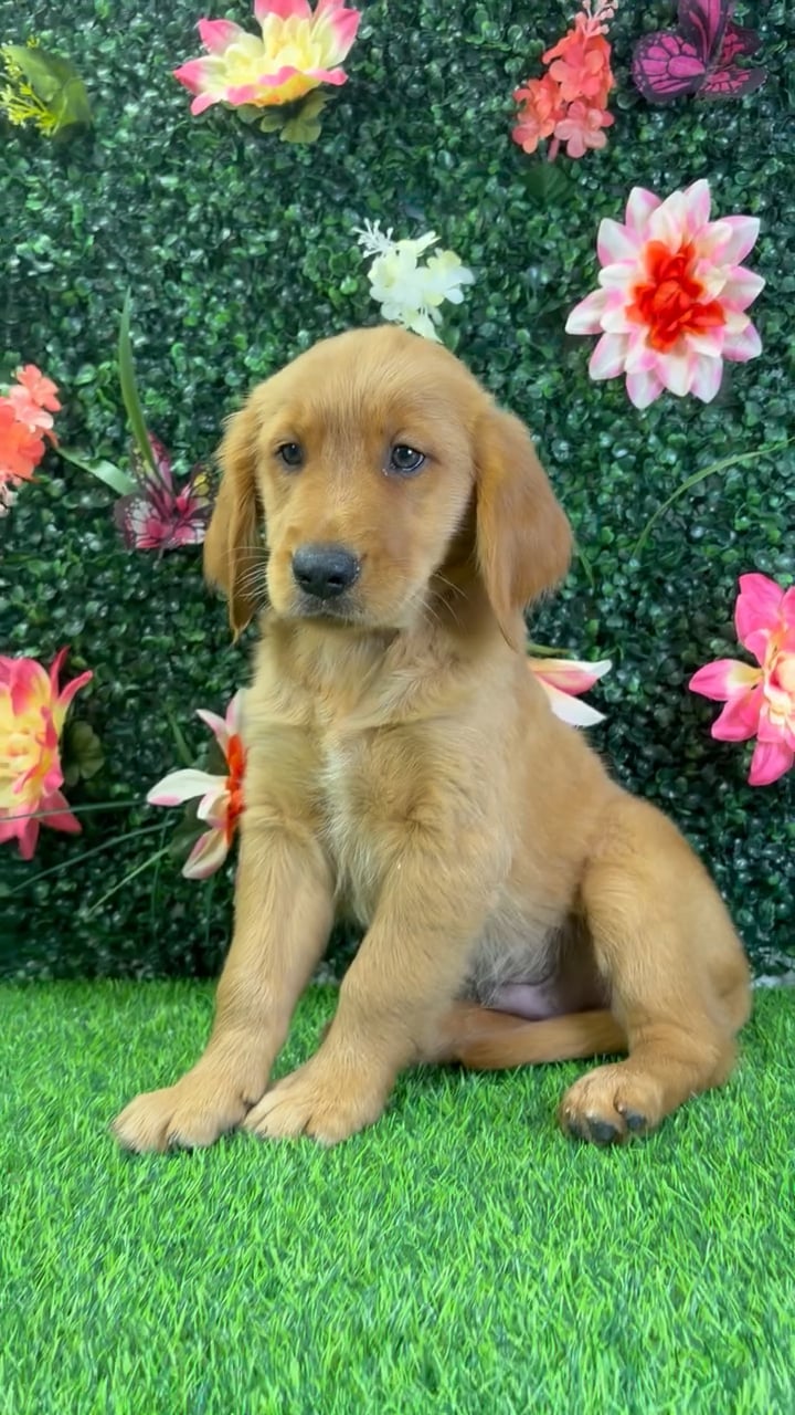 Male Golden Retriever puppy named Duke for sale at Puppy Dreams - Wichita West. video thumbnail