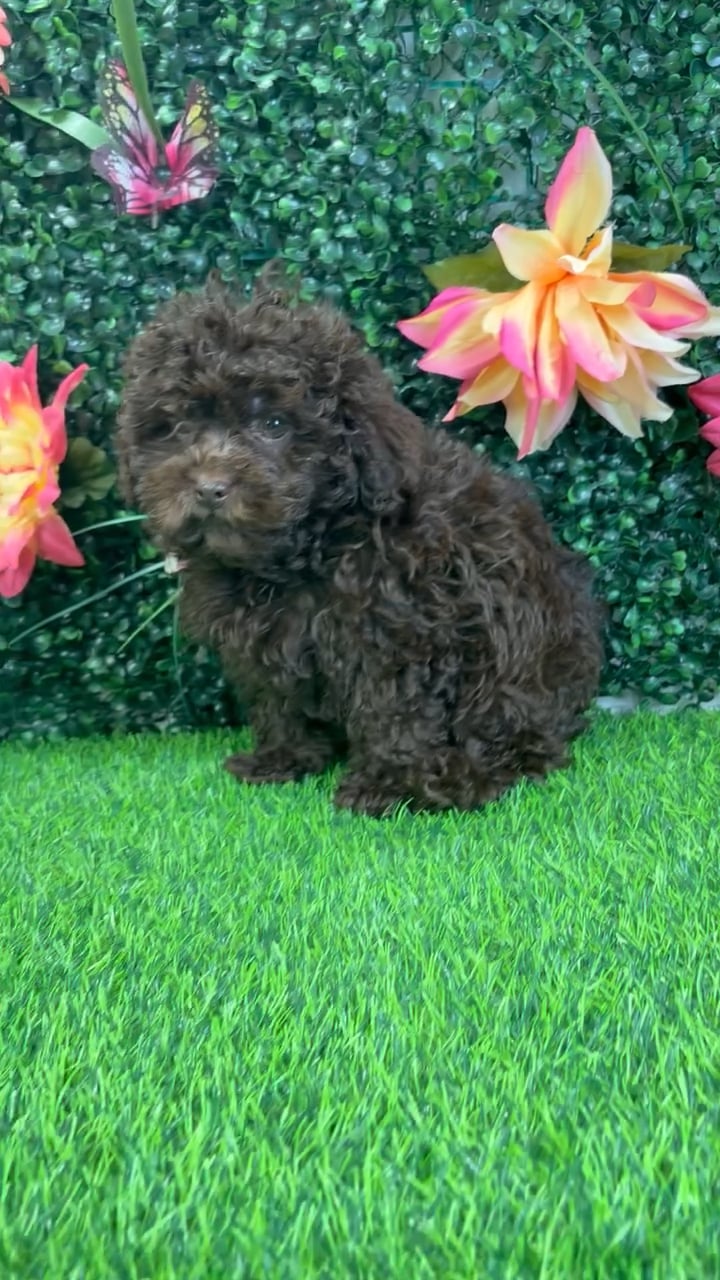 Male Shizapoo puppy named Seymour for sale at Puppy Dreams - Wichita West. video thumbnail