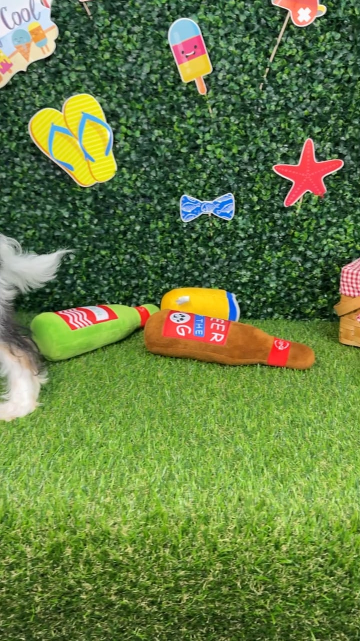 Male Yorkie-Poo puppy named Romeo for sale at Puppy Dreams - Missouri City. video thumbnail