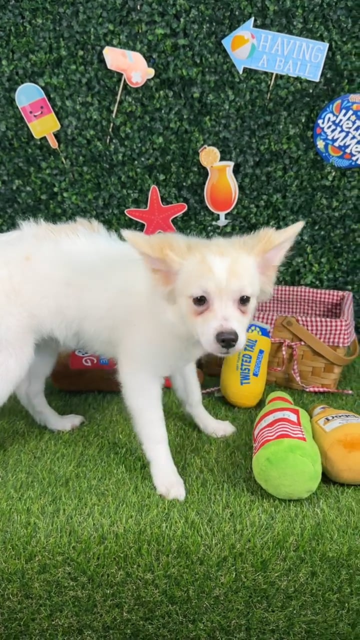 Male Pomchi puppy named Olaf for sale at Puppy Dreams - Missouri City. video thumbnail