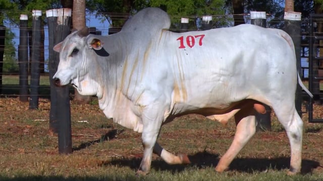 Lote 107