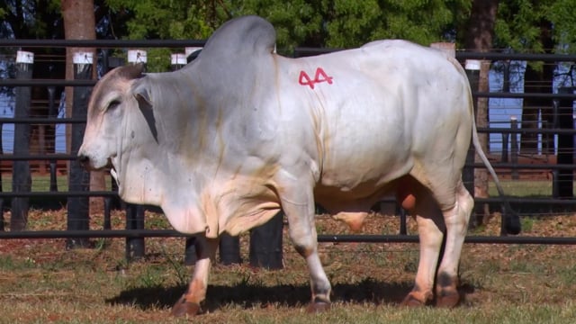 Lote 44