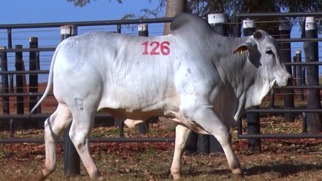 Lote 126