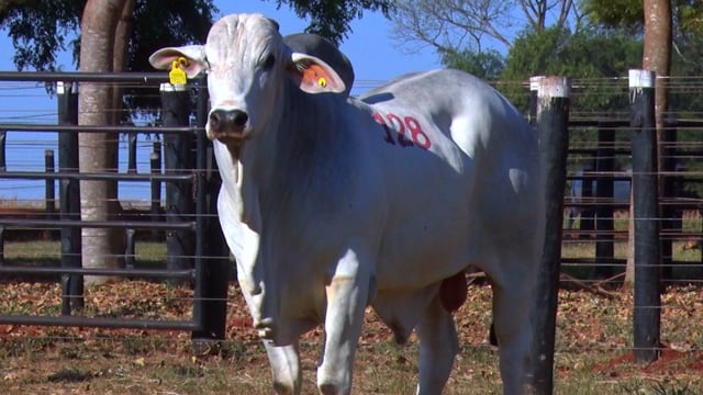 Lote 128