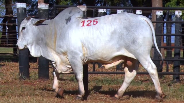 Lote 125