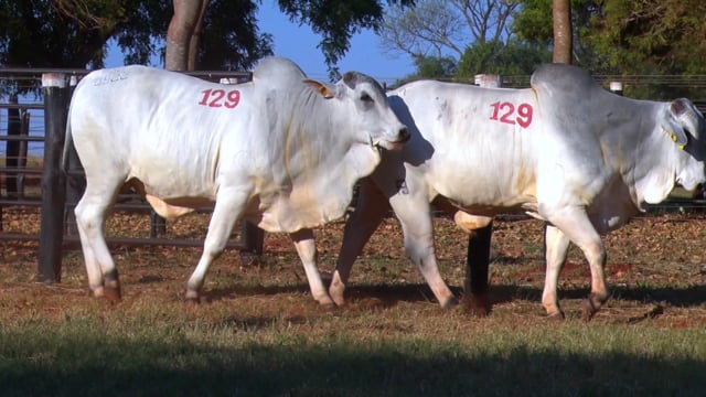 Lote 129