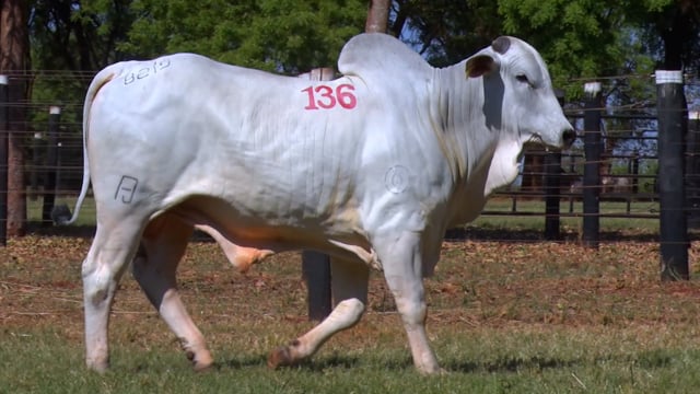 Lote 136