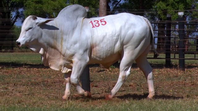 Lote 135