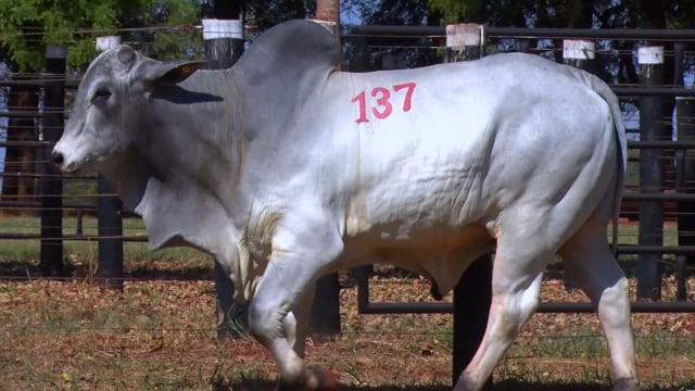 Lote 137