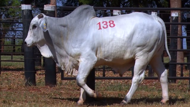 Lote 138