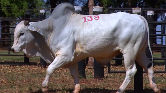 Lote 139