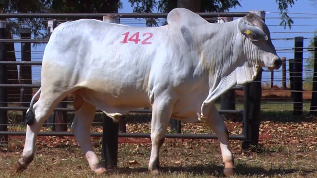 Lote 142