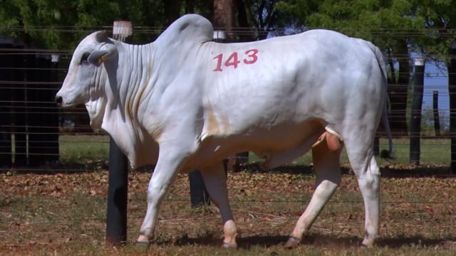 Lote 143