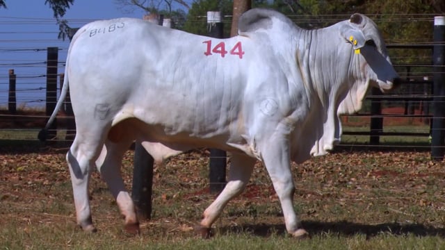Lote 144