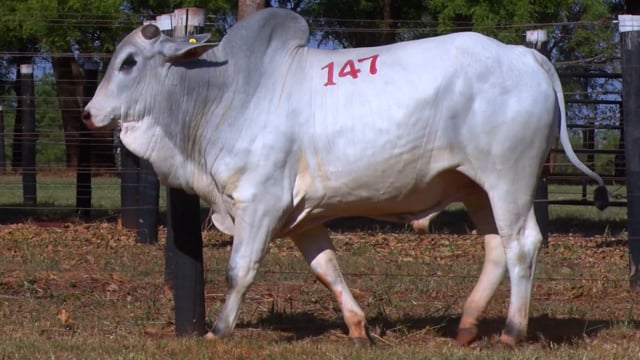 Lote 147