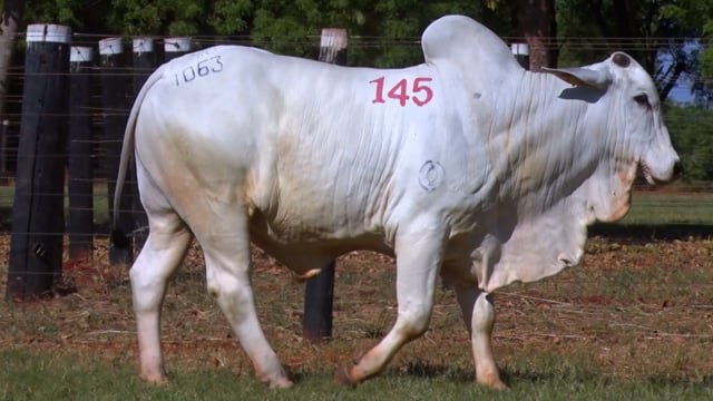 Lote 145