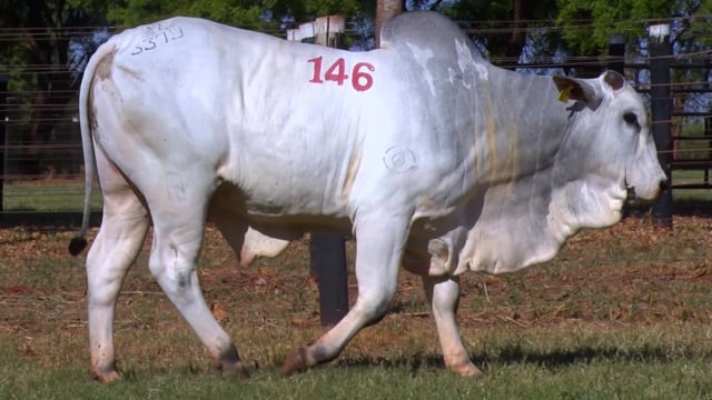 Lote 146