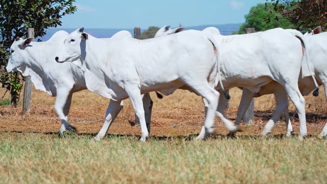Lote 102