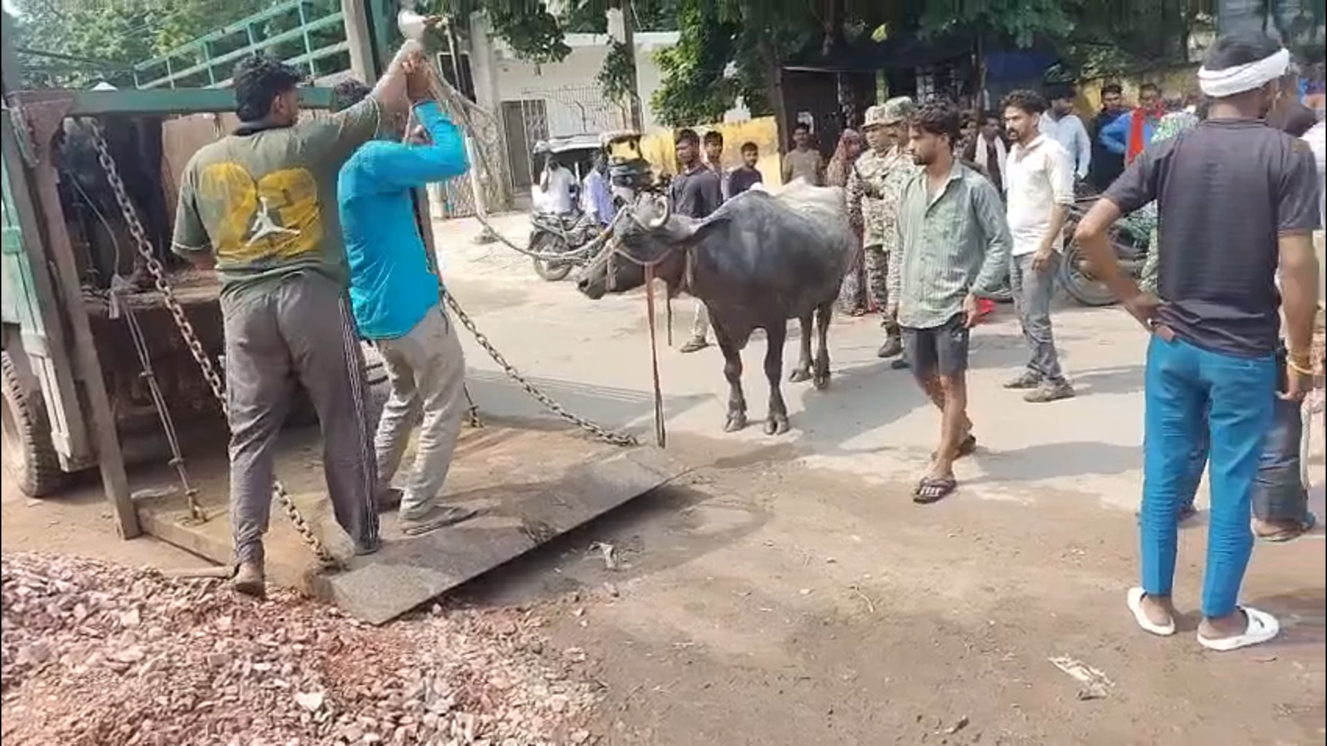 आगरा में भैंसों को मिलाना पड़ा भारी रामबाग वाटर बॉक्स क्षेत्र में टास्क फोर्स में पड़ी भैंस पशु चालकों पर लगाया जुर्माना
