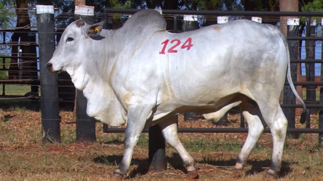 Lote 124
