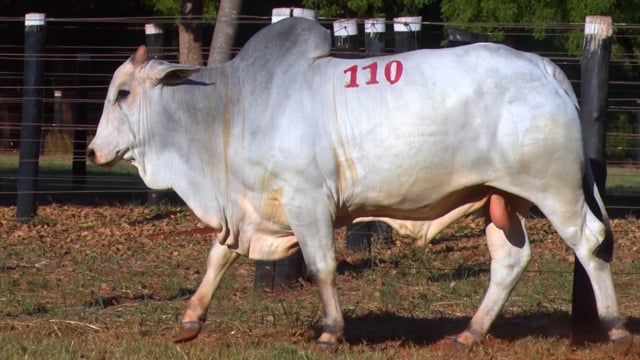 Lote 110