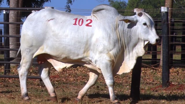 Lote 102