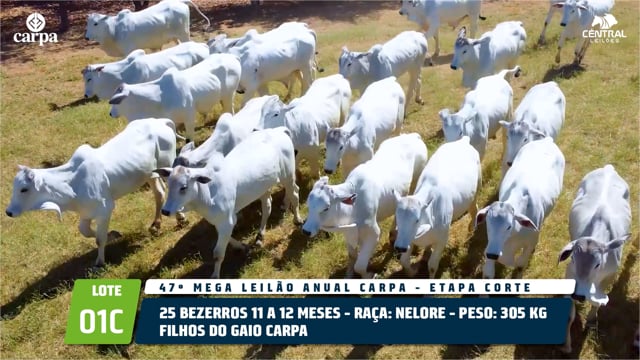 Lote 01C