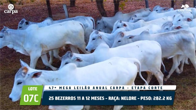 Lote 07C