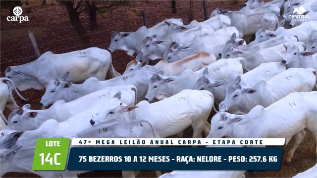 Lote 14C