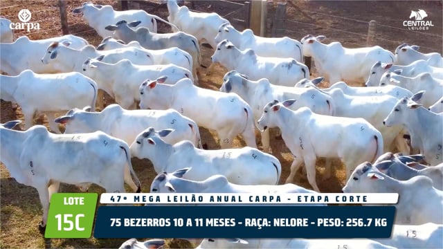 Lote 15C