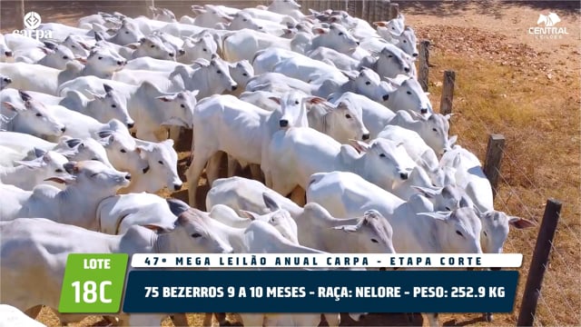 Lote 18C