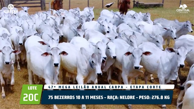 Lote 20C