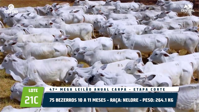 Lote 21C