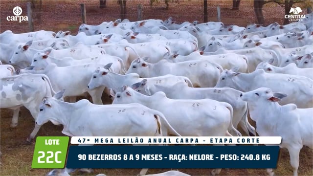 Lote 22C