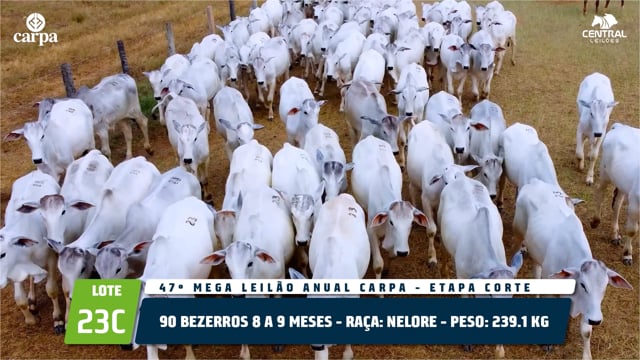 Lote 23C