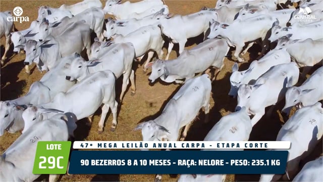 Lote 29C