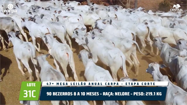 Lote 31C